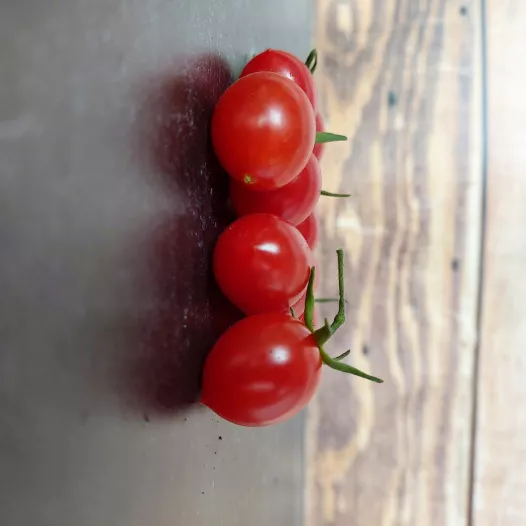 Tomate cerise Myriam bio - Semailles