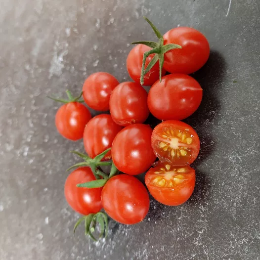 Tomate cerise Myriam bio - Semailles