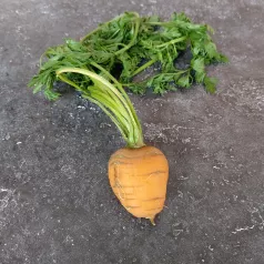 Wortel Marché de Paris Wortel Marché de Paris