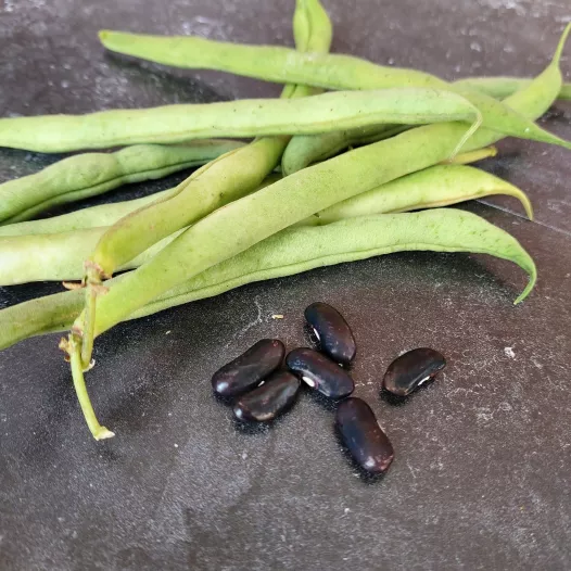 Haricot nain mangetout Calvy bio - Semailles