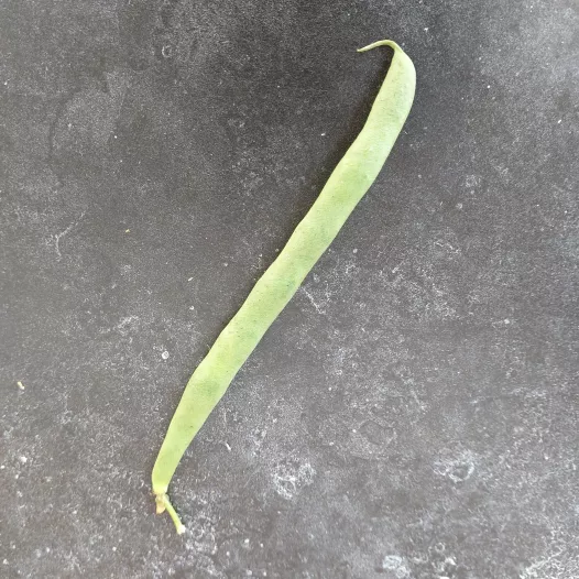 Haricot nain mangetout Calvy bio - Semailles