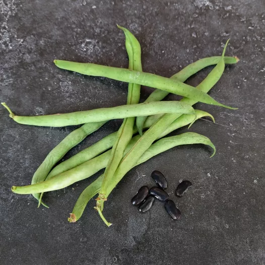 Haricot nain mangetout Calvy bio - Semailles