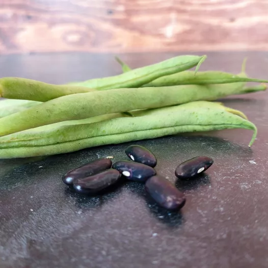 Haricot nain mangetout Calvy bio - Semailles