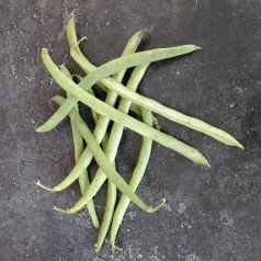 Haricot nain mangetout Roi des Belges Haricot nain mangetout Roi des Belges