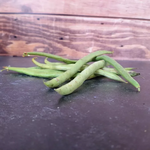 Haricot nain mangetout Roi des Belges Haricot nain mangetout Roi des Belges