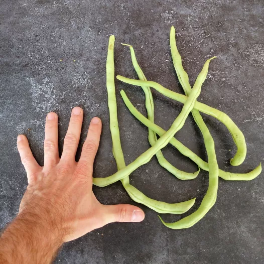 Haricot à rames mangetout Fortex Haricot à rames mangetout Fortex