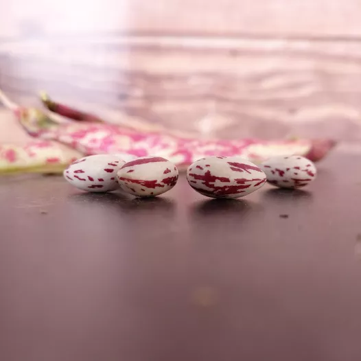 Stamdroogboon Borlotto Stamdroogboon Borlotto