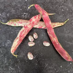 Stamdroogboon Borlotto Stamdroogboon Borlotto