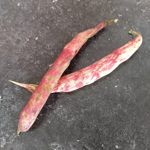 Stamdroogboon Borlotto Stamdroogboon Borlotto