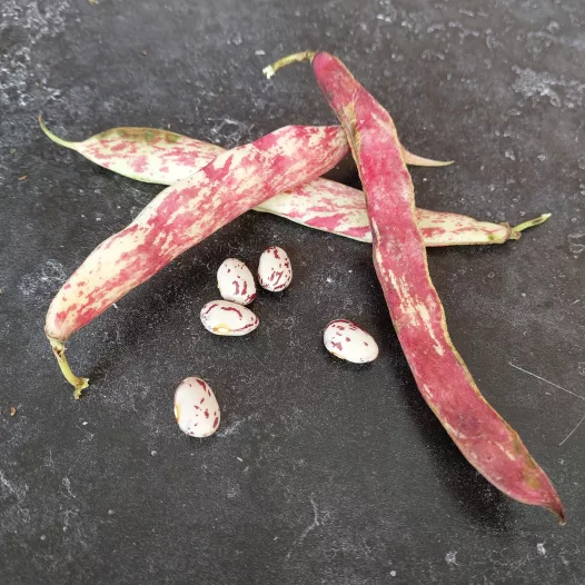 Stamdroogboon Borlotto Stamdroogboon Borlotto