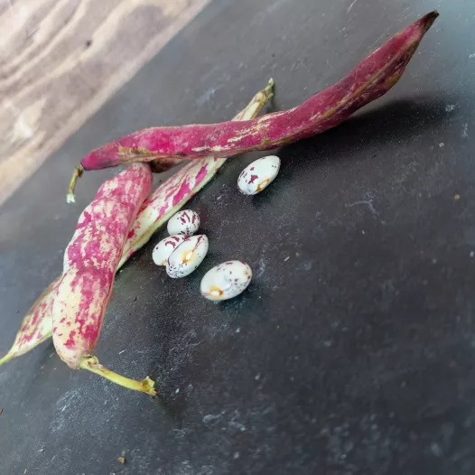 Stamdroogboon Borlotto Stamdroogboon Borlotto