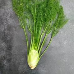 Venkel zacht Zefa Tardo Venkel zacht Zefa Tardo