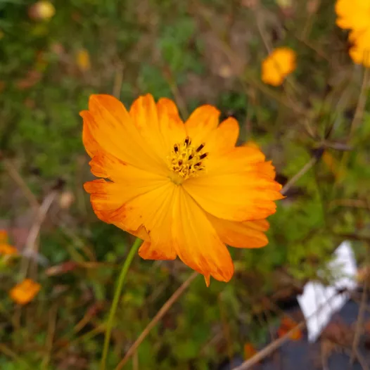 Cosmos Orange - Fleurs - Semailles