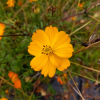 Cosmos Sulfureux