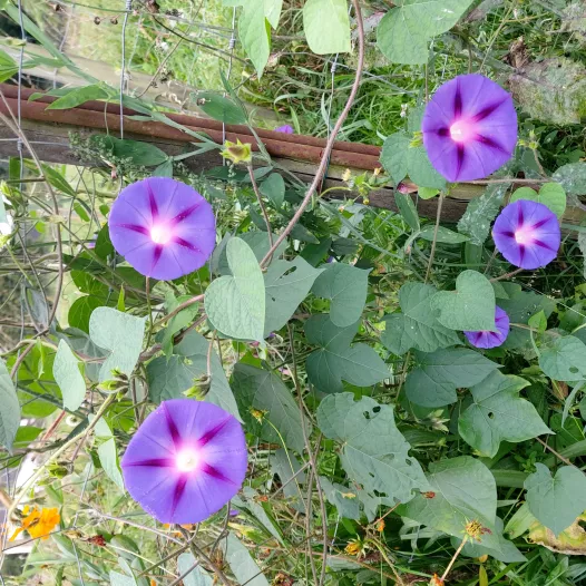 Ipomée rose et bleu - Fleurs - Semailles Ipomée rose et bleu - Fleurs - Semailles