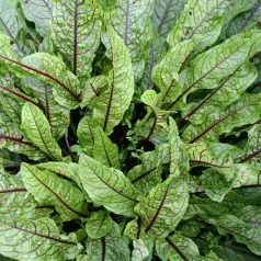Oseille sanguine Oseille sanguine