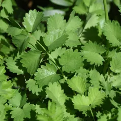 Pimpernel Pimpernel