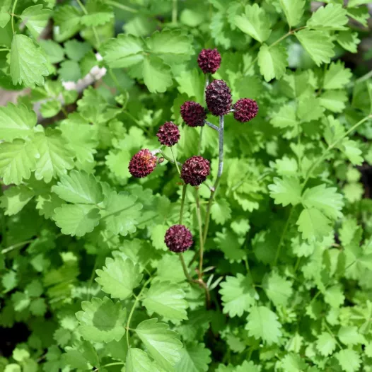 Pimprenelle Pimprenelle