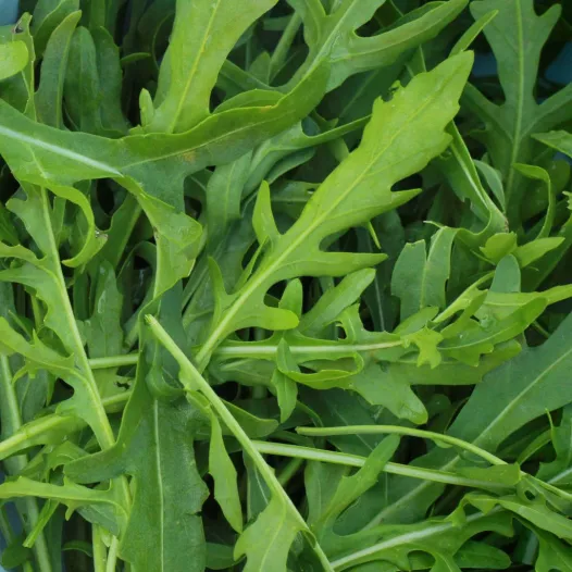 Roquette Sauvage Roquette Sauvage