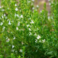 Bergbonenkruid Bergbonenkruid