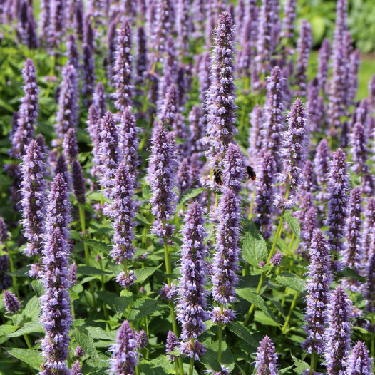 Agastache