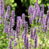 Agastache