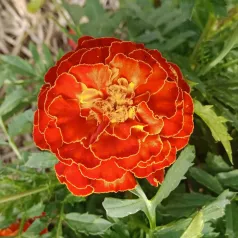 Afrikaantje dwerg Afrikaantje dwerg