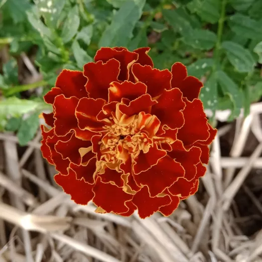 Oeillet d'Inde nain - Fleurs - Semailles