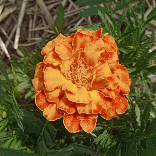 Oeillet d'Inde nain - Fleurs - Semailles