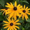 Rudbeckia annuel