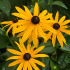 Rudbeckia annuel