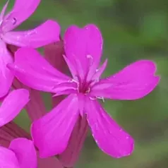 Geclusterde Silene Geclusterde Silene