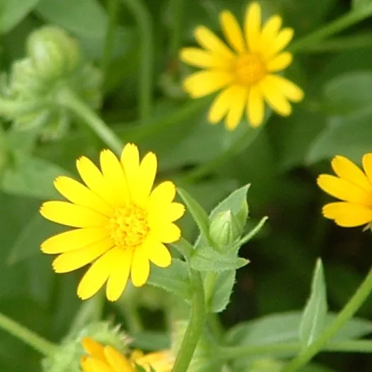 Souci des champs - Fleurs - Semailles Souci des champs - Fleurs - Semailles