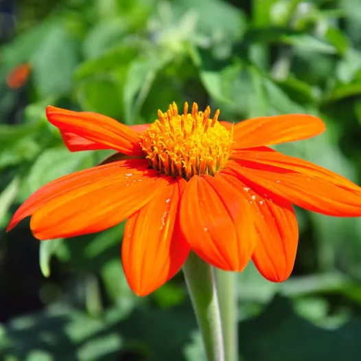 Tithonia Mexicaanse zonnebloem
