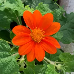 Tithonia Mexicaanse zonnebloem Tithonia Mexicaanse zonnebloem