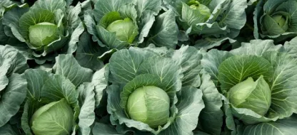 Comment choisir ses choux ?