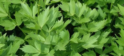 Succes met je prei : ons advies