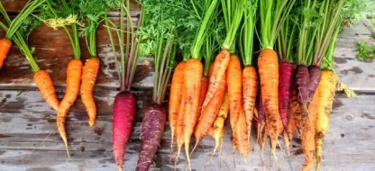 Réussir ses carottes : nos conseils