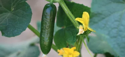 Succes met je Komkommer : ons advies