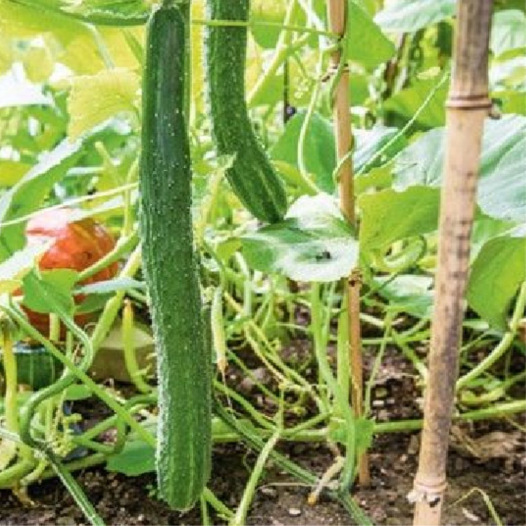 Komkommer Groen Lang uit China