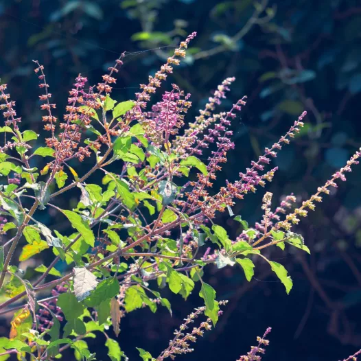 Basilic sacré de Thaïlande - Tulsi Basilic sacré de Thaïlande - Tulsi