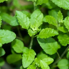 Basilic sacré de Thaïlande - Tulsi Basilic sacré de Thaïlande - Tulsi