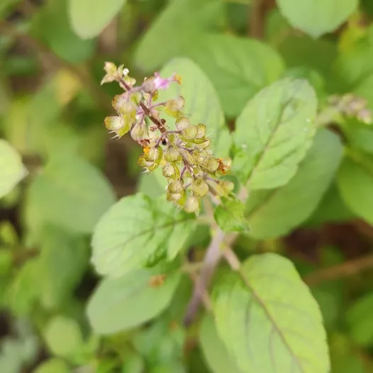 Basilic sacré de Thaïlande - Tulsi Basilic sacré de Thaïlande - Tulsi