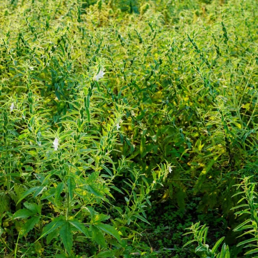 Sesam blond Sesam blond