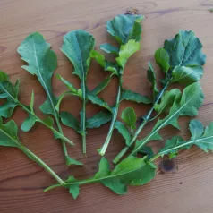Roquette Ice-Bred Roquette Ice-Bred