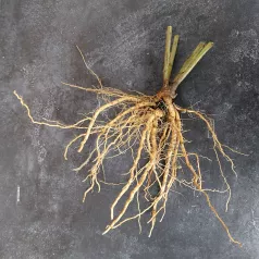 Ashwagandha Ashwagandha