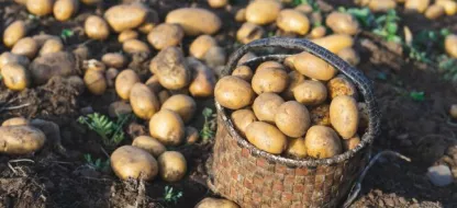 Réussir la culture de la pomme de terre : conseils et astuces