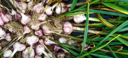 Comment cultiver l'ail au potager: conseils et astuces