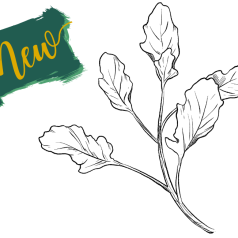 Perzische tuinkers Perzische tuinkers