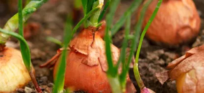 Uien kweken : Essentiële tips en advies